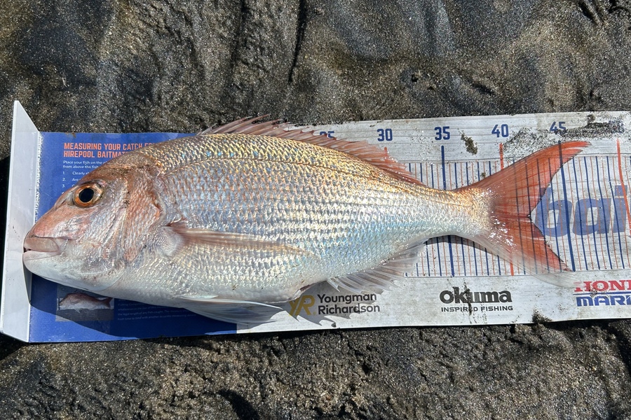 Blair Brookbanks caught this 41.5cm Snapper at Papamoa  during The Export NZ Fishing Competition