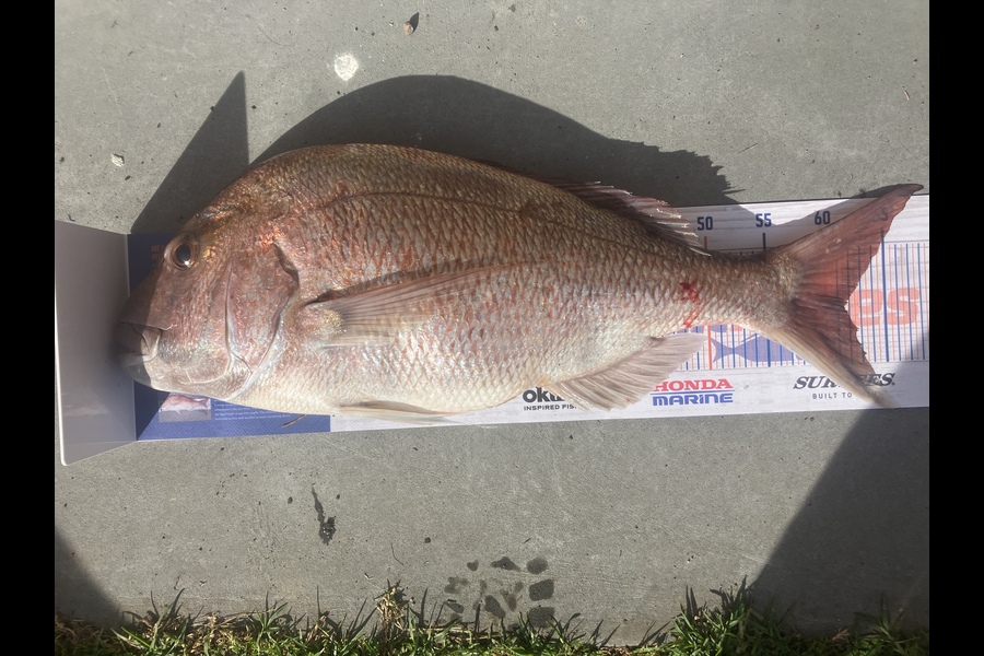 Charles Dinnis caught this 61.5cm Snapper at Taranaki during The Export NZ Fishing Competition