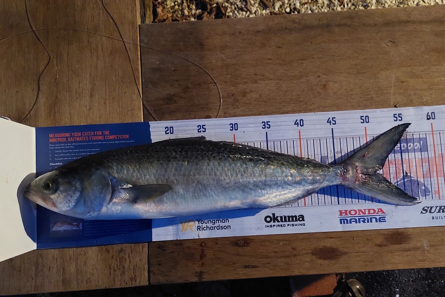 benjamin verdonk caught this 51cm Kahawai at Kuaotunu  during The Export NZ Fishing Competition