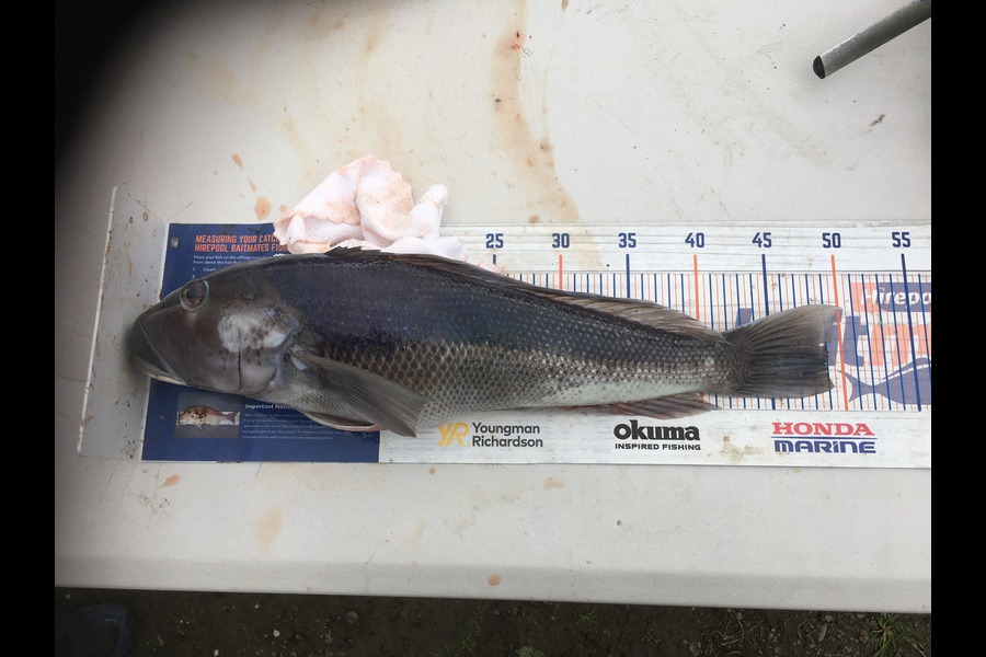 Shaun Sutton caught this 49.0cm Blue Cod at Akaroa  during The Export NZ Fishing Competition