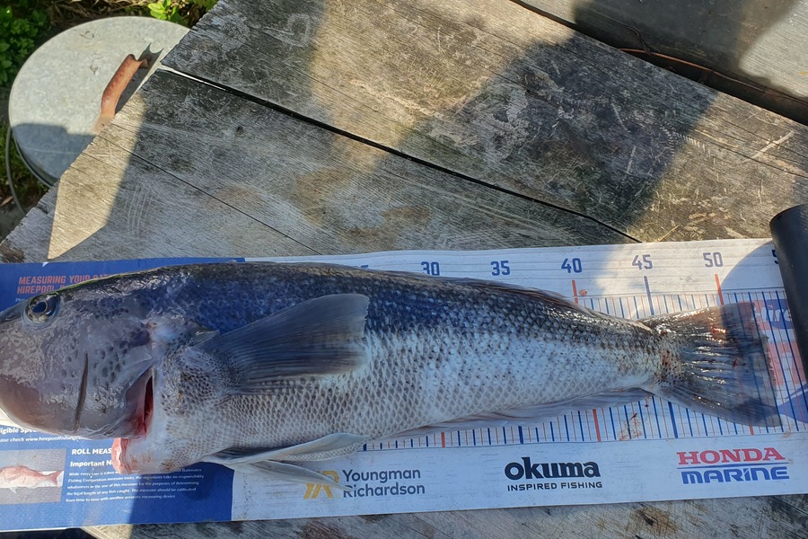 Sam Connor caught this 51cm Blue Cod at Dunedin during The Export NZ Fishing Competition