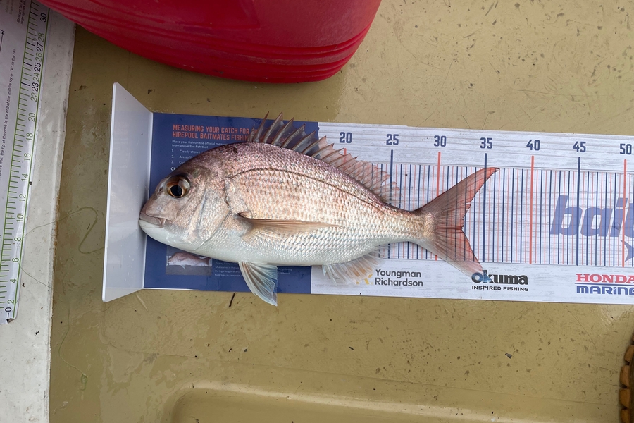 Lee Paetai caught this 32.5cm Snapper at Auckland  during The Export NZ Fishing Competition