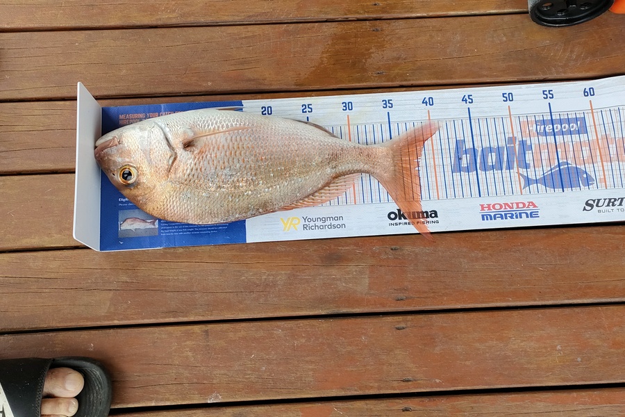 Yvonne Holt caught this 37.5cm Snapper at Mangonui  during The Export NZ Fishing Competition