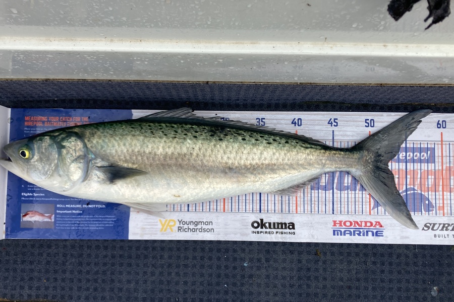 Werner OOsthuizen caught this 52.5cm Kahawai at Long bay during The Export NZ Fishing Competition