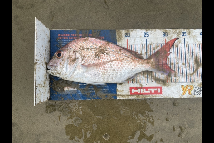 Angel Emtage caught this 30.0cm Snapper at Glinks gully during The Export NZ Fishing Competition