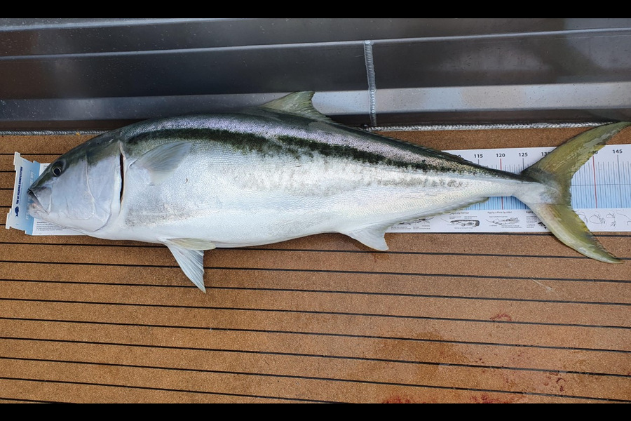 Jesse Crasborn caught this 135.0cm Kingfish at Tasman Bay during The Export NZ Fishing Competition