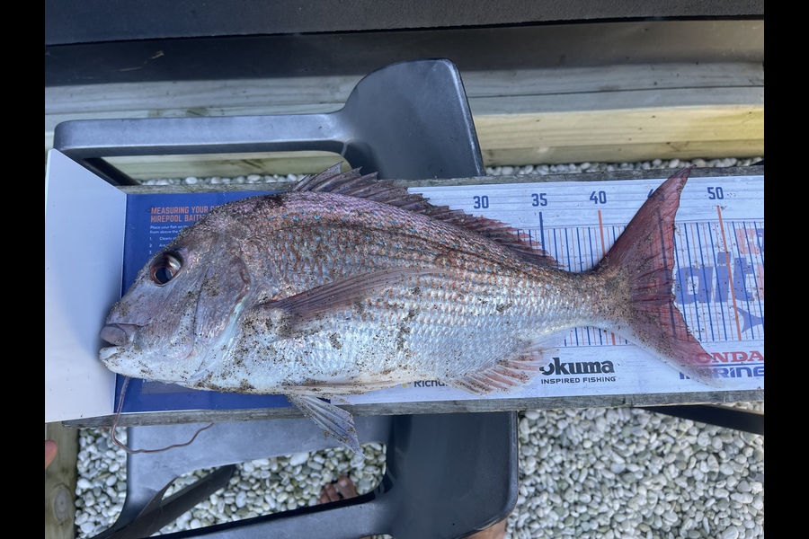 Chook Vanxay caught this 45.5cm Snapper at Papamoa beach during The Export NZ Fishing Competition