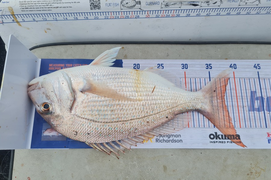 Justin Spain caught this 37.5cm Snapper at Kenepuru  during The Export NZ Fishing Competition