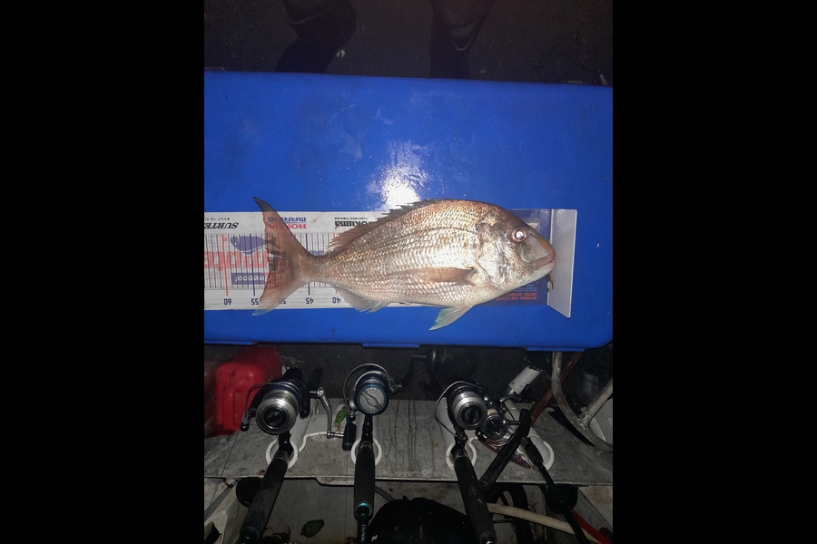 Aaron Motutere  caught this 52.0cm Snapper at Tauranga  during The Export NZ Fishing Competition