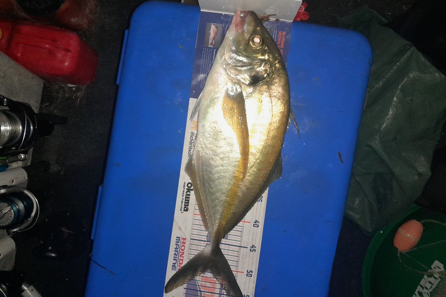Aaron Motutere  caught this 51.0cm Trevally at Tauranga  during The Export NZ Fishing Competition