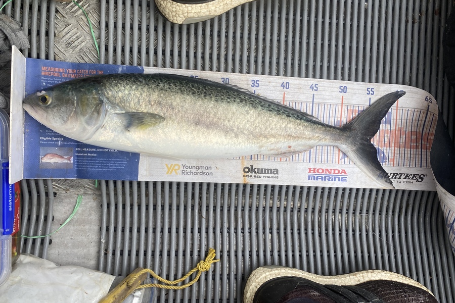 Elliot Gordon caught this 55.5cm Kahawai at Coromandel  during The Export NZ Fishing Competition
