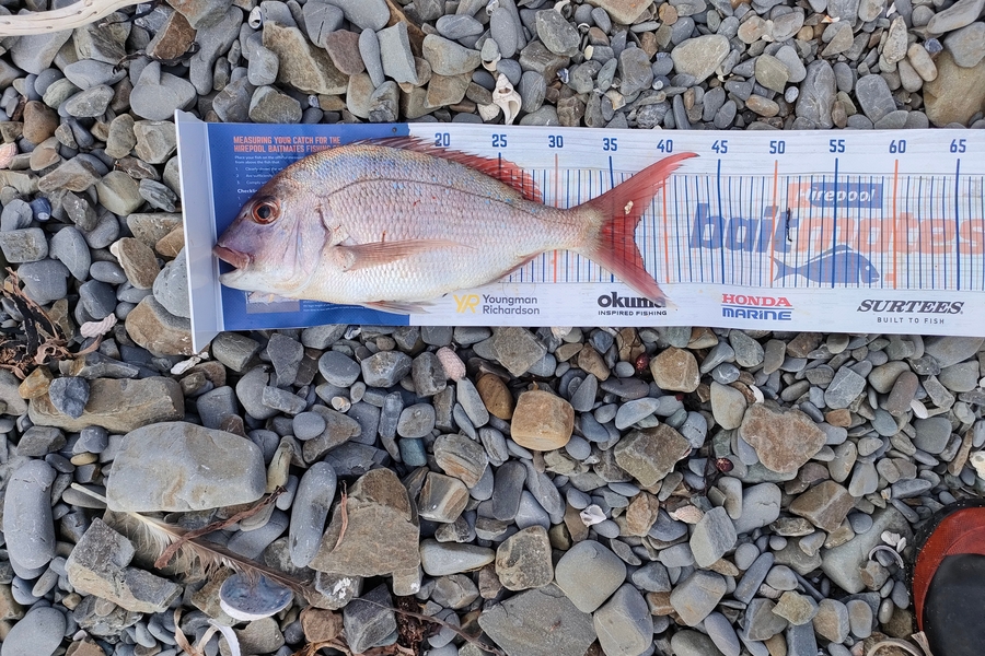 Royce Lake caught this 37.0cm Snapper at Waihau bay during The Export NZ Fishing Competition