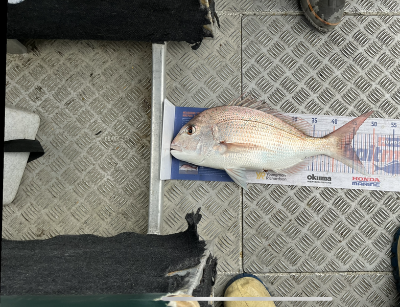 Laura Young caught this 44.0cm Snapper at Tasman bay during The Export NZ Fishing Competition