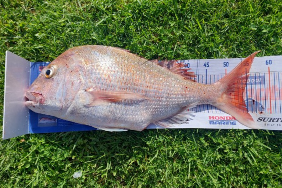 Shane Harris caught this 54.0cm Snapper at Kawhia during The Export NZ Fishing Competition