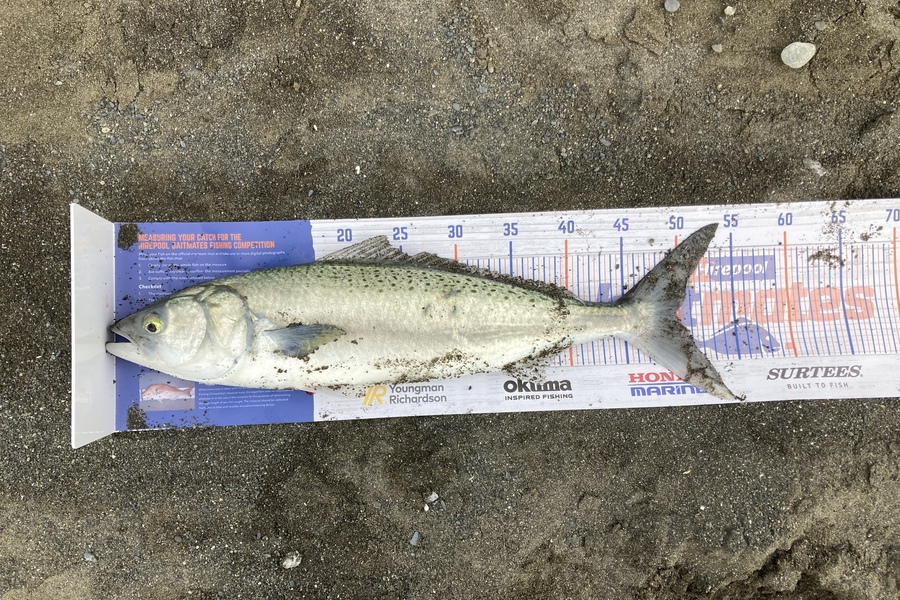 Matthew williams caught this 50.0cm Kahawai at Lake ferry during The Export NZ Fishing Competition