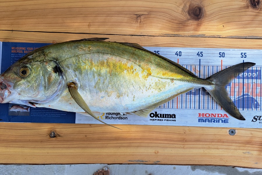 Dylan Ray caught this 50.5cm Trevally at Takaka during The Export NZ Fishing Competition