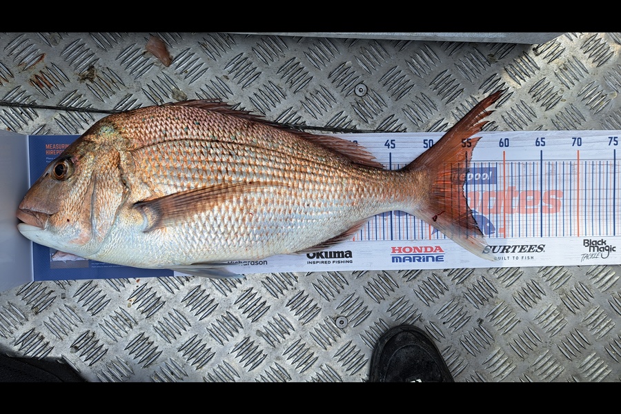 Brian Farley caught this 54.0cm Snapper at Okato during The Export NZ Fishing Competition