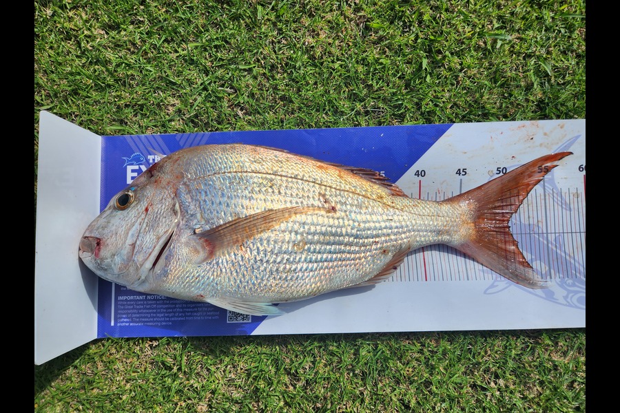 Mark Devantier  caught this 50.5cm Snapper at Kaipara Harbour  during The Export NZ Fishing Competition