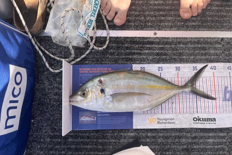 Mason Lake caught this 34.5cm Trevally at Algies bay  during The Export NZ Fishing Competition