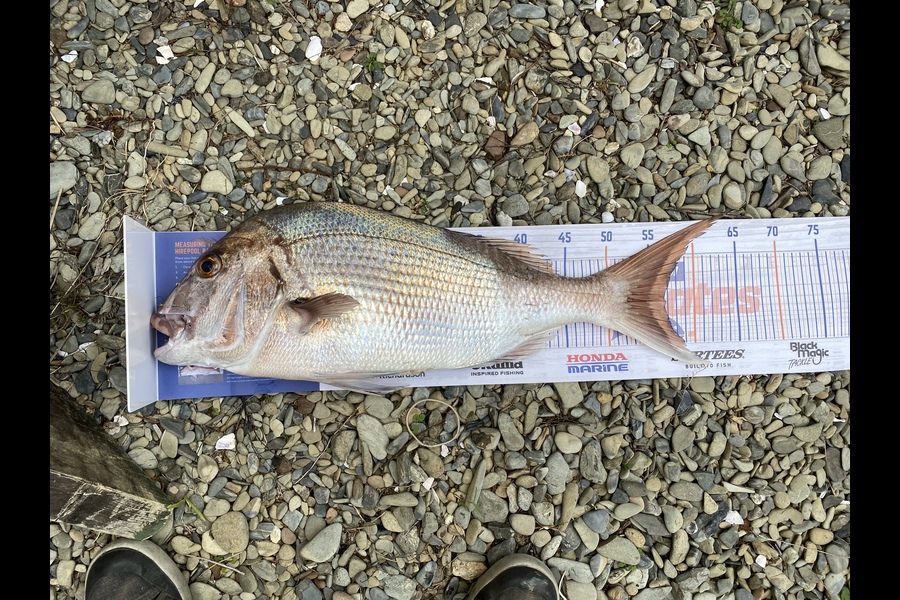 Dave Leadbetter caught this 56.5cm Snapper at Marlborough Sounds during The Export NZ Fishing Competition