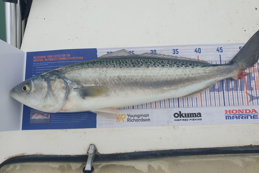 August Grunewald caught this 49.5cm Kahawai at Christchurch during The Export NZ Fishing Competition