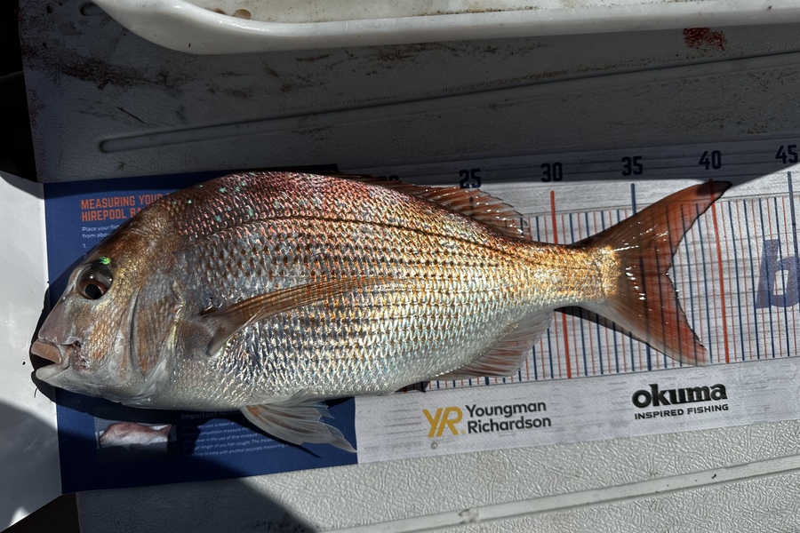 Chevon Hunapo Love caught this 36.5cm Snapper at Kawhia during The Export NZ Fishing Competition