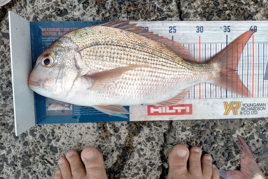Andrew Cornelder caught this 36.5cm Snapper at Tauranga  during The Export NZ Fishing Competition