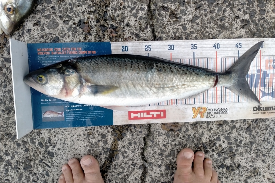 Andrew Cornelder caught this 46.5cm Kahawai at Tauranga  during The Export NZ Fishing Competition