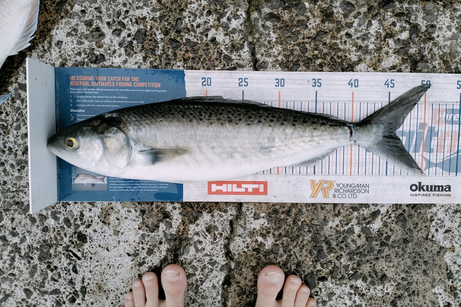Bailey Cornelder caught this 46.0cm Kahawai at Tga during The Export NZ Fishing Competition