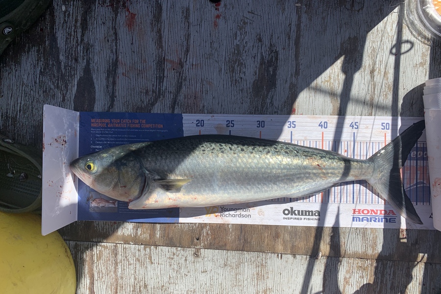 Luke Elmes caught this 52.0cm Kahawai at Beachlands  during The Export NZ Fishing Competition