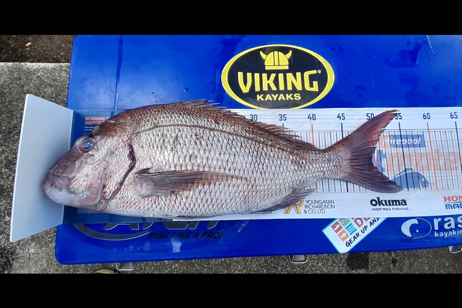 Philippa Mcdermott caught this 49.5cm Snapper at Coromandel during The Export NZ Fishing Competition