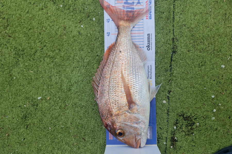Hendrik Klopper caught this 48.5cm Snapper at Whangarei  during The Export NZ Fishing Competition