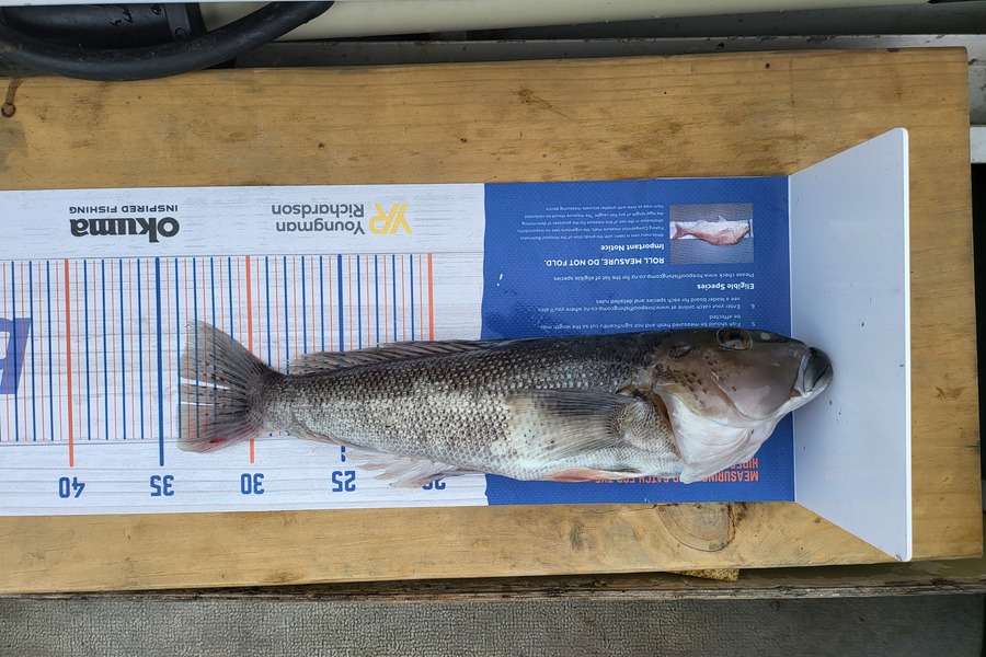 Angelo Gunn caught this 34.0cm Blue Cod at Kiakora during The Export NZ Fishing Competition