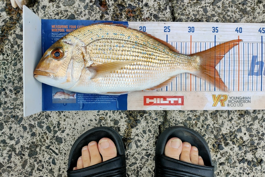 Janine Cornelder caught this 35.0cm Snapper at Tauranga during The Export NZ Fishing Competition
