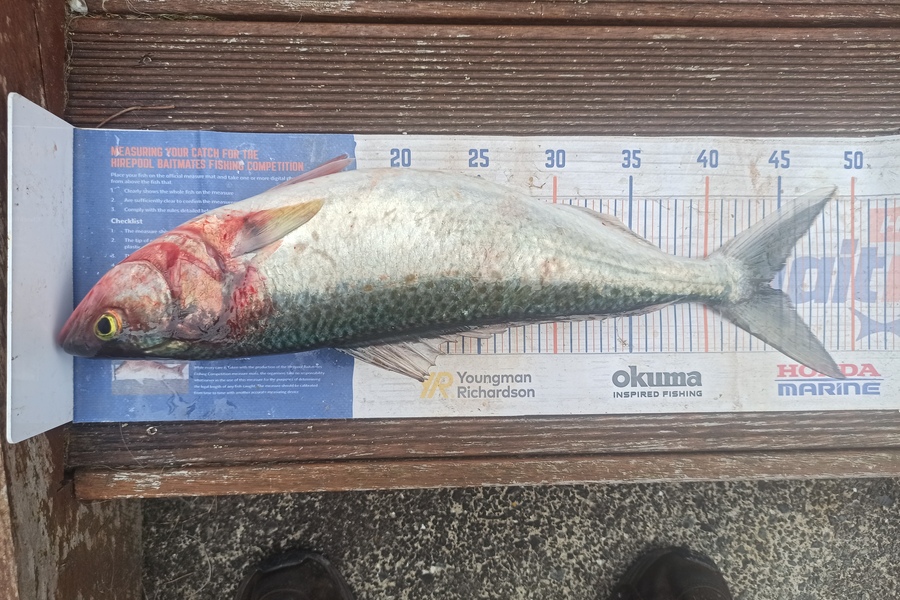 Duncan Pringle caught this 44cm Kahawai at Wellington harbour  during The Export NZ Fishing Competition