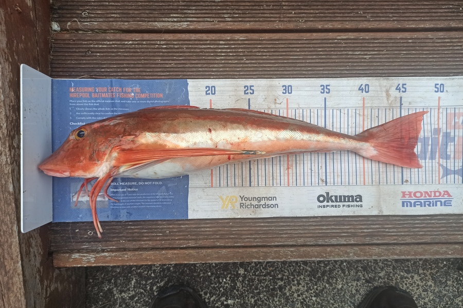 Duncan Pringle caught this 46cm Gurnard at Wellington harbour  during The Export NZ Fishing Competition