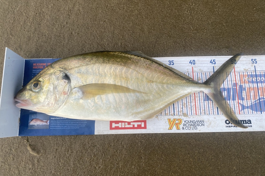 Steve Ryder caught this 45.5cm Trevally at Glinksgully  during The Export NZ Fishing Competition