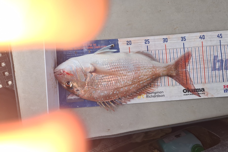 David Kovacs caught this 35.0cm Snapper at Wellington harbor  during The Export NZ Fishing Competition