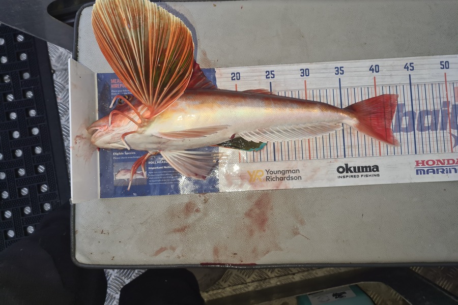 David Kovacs caught this 41.5cm Gurnard at Wellington harbor  during The Export NZ Fishing Competition