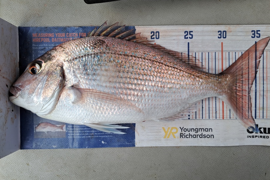 Harry Kovacs caught this 34.0cm Snapper at Wellington Harbour during The Export NZ Fishing Competition