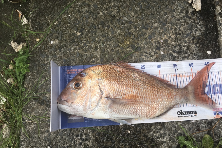 Tony Dodson caught this 43.5cm Snapper at Omaio during The Export NZ Fishing Competition