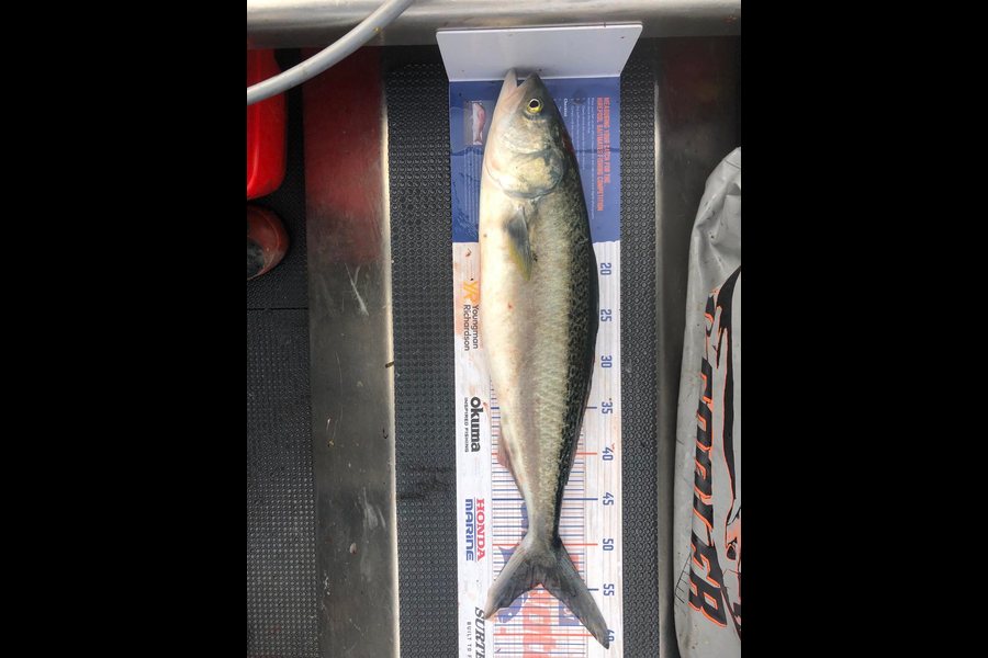 Sam Finlayson caught this 54.0cm Kahawai at Wellington harbour  during The Export NZ Fishing Competition