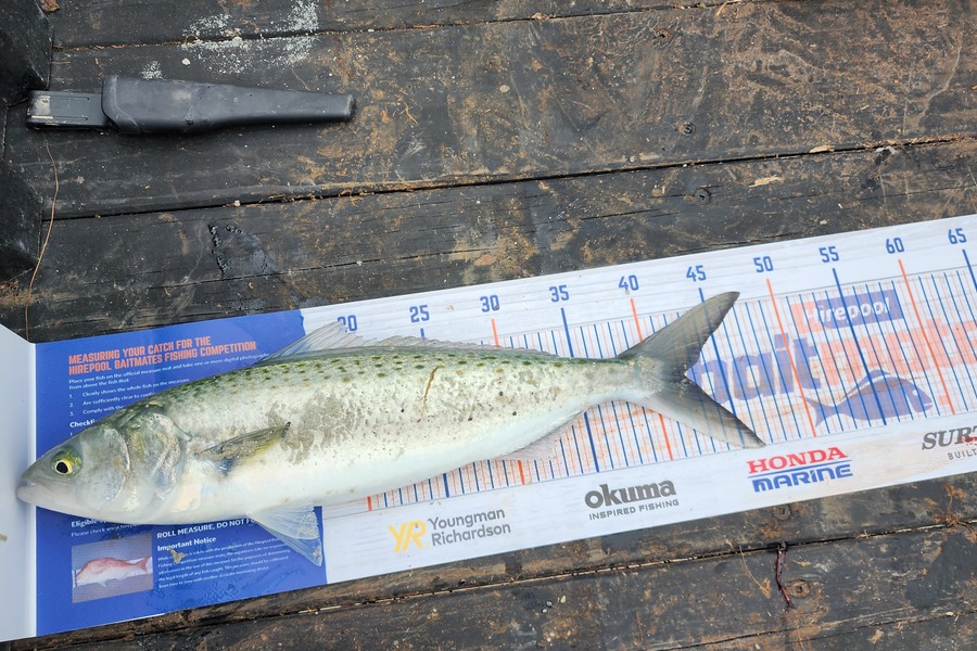 Jon Donaher caught this 42.5cm Kahawai at Rangiputa during The Export NZ Fishing Competition