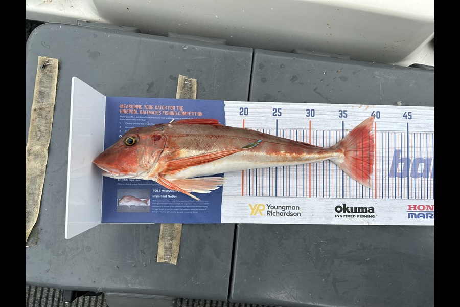 Tate Nicholson caught this 39.5cm Gurnard at Wellington harbour  during The Export NZ Fishing Competition