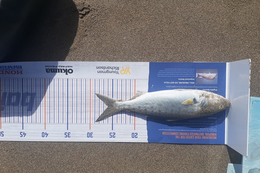 Antz Johnson caught this 26.0cm Kahawai at Whangamata during The Export NZ Fishing Competition