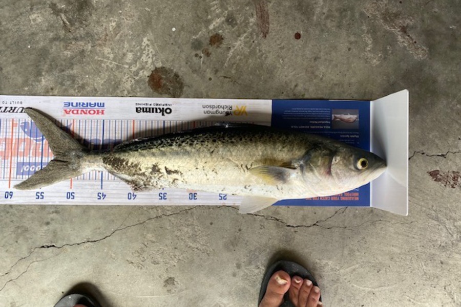 Dave Murray caught this 52.5cm Kahawai at Otaki Beach during The Export NZ Fishing Competition