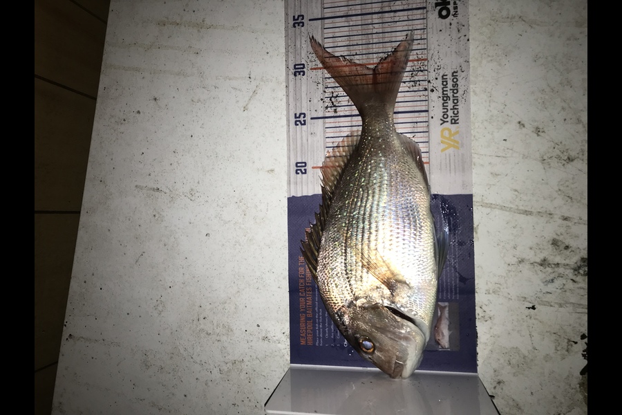 Hayden Watson caught this 29.5cm Snapper at Taranaki  during The Export NZ Fishing Competition