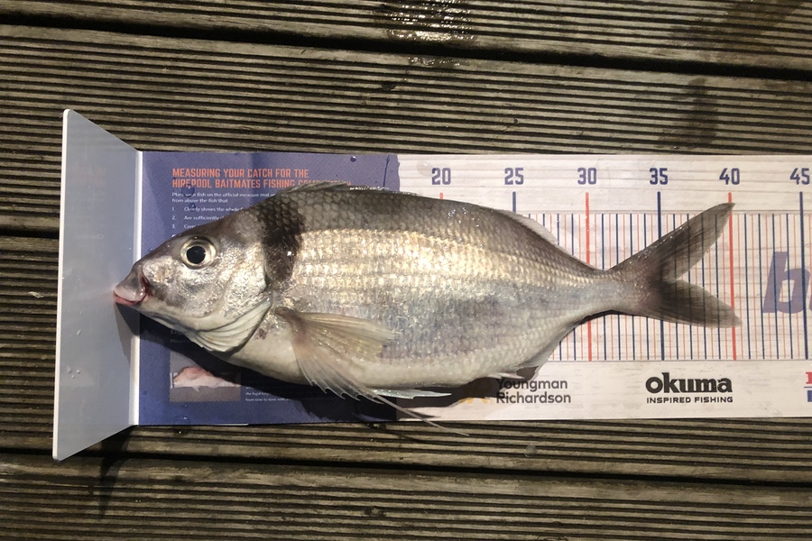 Andrew Froome caught this 36.0cm Tarakihi at Port Taranaki  during The Export NZ Fishing Competition