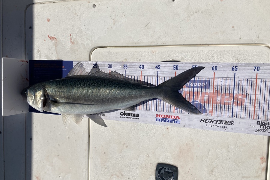 Duncan Crawford caught this 51.0cm Kahawai at Rakino channel during The Export NZ Fishing Competition