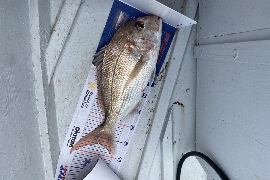 Cameron Coxhead caught this 36.5cm Snapper at Bowentown during The Export NZ Fishing Competition